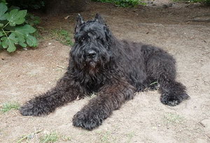 波兰德斯布比野犬怎么驱虫 波兰德斯布比野犬驱虫方法