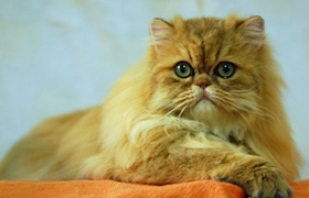 金吉拉猫肠胃不好怎么办 金吉拉猫肠胃不好治疗方法