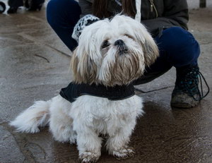 拉萨犬呕吐怎么办 拉萨犬呕吐不吃东西解决办法
