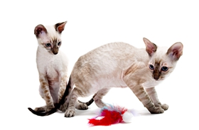 柯尼斯卷毛猫肝炎有什么症状 肝炎症状介绍