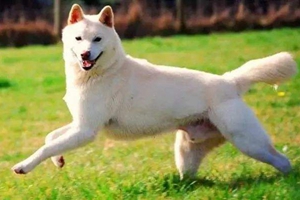 怎么预防卡南犬中暑 卡南犬预防中暑方法