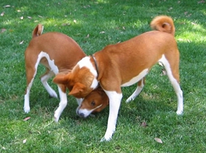 巴仙吉犬牙周炎怎么治疗 牙周炎治疗方法