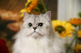 金吉拉猫心肌炎什么原因 金吉拉猫心肌炎原因介绍