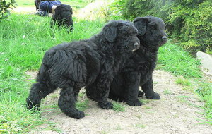 波兰德斯布比野犬耳螨治疗方法