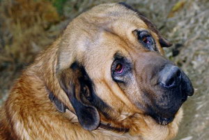 马士提夫獒犬怎么驱虫 马士提夫獒犬驱虫方法