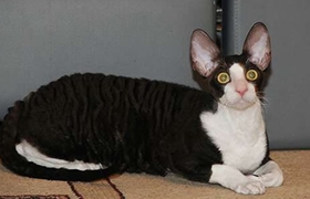 柯尼斯卷毛猫腹泻怎么处理 柯尼斯卷毛猫腹泻处理方法