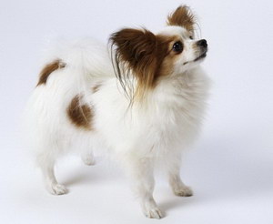蝴蝶犬幼犬怎么养 蝴蝶犬饲养注意事项