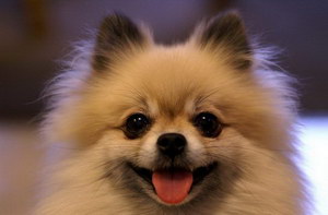 博美犬怎么养 博美犬饲养方法和注意事项