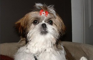 拉萨犬患皮肤病怎么治 拉萨犬皮肤病治疗方法