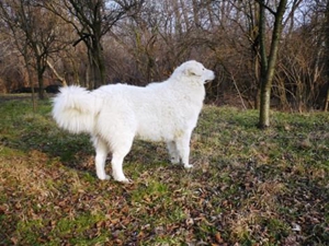 库瓦兹犬呕吐发抖怎么回事 呕吐发抖原因介绍