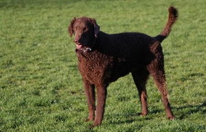 卷毛寻回犬拉稀怎么办 卷毛寻回犬拉肚子解决方法
