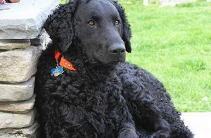 卷毛寻回犬患耳螨怎么治 卷毛寻回犬耳螨防治措施