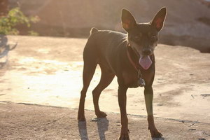 小鹿犬怎么养 小鹿犬饲养方法
