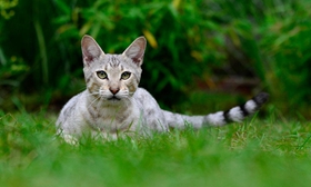 热带草原猫咳嗽怎么办 热带草原猫咳嗽解决办法