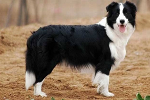 边境牧羊犬训练捡球步骤有哪些