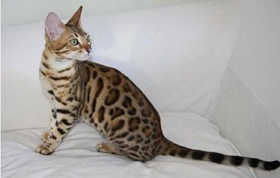 热带草原猫得了猫癣怎么治疗 猫癣治疗方法