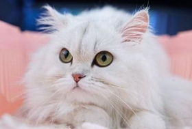 金吉拉猫怎么洗耳朵 金吉拉猫洗耳朵步骤