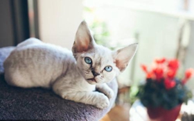 德文卷毛猫感冒吃什么药 德文卷毛猫感冒用药介绍