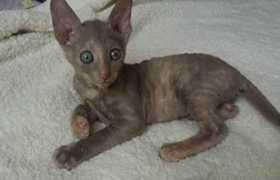 柯尼斯卷毛猫尿血怎么办 柯尼斯卷毛猫尿血治疗方法