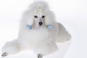 贵宾犬训练趴下方法