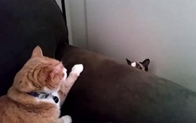 雪鞋猫脱肛如何治疗 直肠脱治疗方法