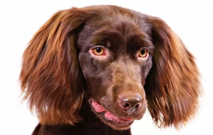 博伊金猎犬得了胰腺炎有什么症状 胰腺炎症状介绍