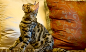 埃及猫感冒了吃什么药 埃及猫感冒用药介绍