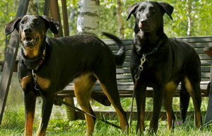法国狼犬呕吐怎么办 法国狼犬呕吐不吃东西解决办法