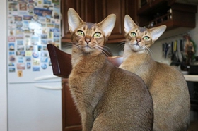 阿比西尼亚猫有血尿怎么回事 阿比西尼亚猫血尿原因