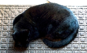 哈瓦那棕猫嘴巴臭怎么办 哈瓦那猫嘴巴臭解决办法