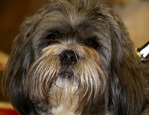 拉萨犬发烧怎么解决 拉萨犬发烧处理方案