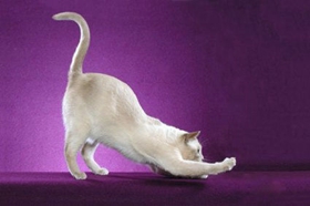 东奇尼猫感冒怎么治疗 东奇尼猫感冒治疗方法