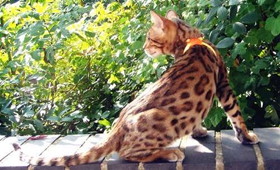 埃及猫身上有黑点怎么回事 猫咪身上有黑点解疑