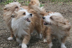 葡萄牙波登可犬抽搐怎么办 葡萄牙波登可犬抽搐应对方法