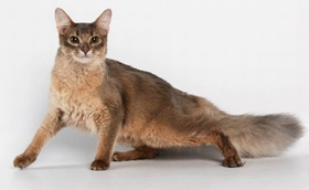 怎么治疗索马里猫幽门阻塞 幽门阻塞治疗方法