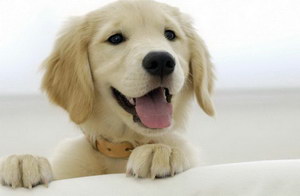 金毛犬怎么训练上厕所