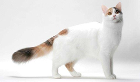 土耳其梵猫打喷嚏什么原因 土耳其梵猫打喷嚏原因