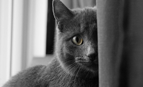 科拉特猫打喷嚏吃什么药 科拉特猫打喷嚏解决办法