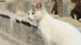 土耳其梵猫口水多怎么回事 土耳其梵猫口水多原因介绍