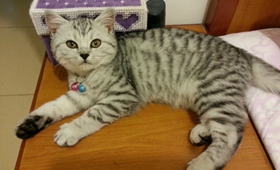 美国短尾猫睡觉抽搐怎么回事 美国短尾猫睡觉抽搐原因