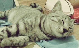 美国短尾猫口水多怎么办 美国短尾猫口水多治疗方法