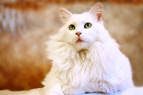 波米拉猫得线虫病怎么办 泡翼线虫病治疗方法