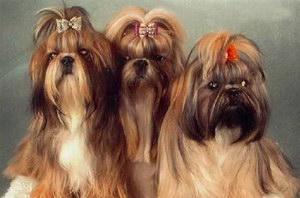 拉萨犬感冒怎么治疗 拉萨犬感冒治疗方法