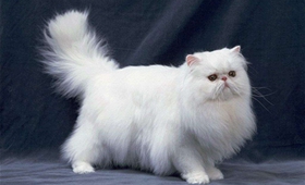 土耳其梵猫子宫蓄脓有什么症状 子宫蓄脓症状介绍