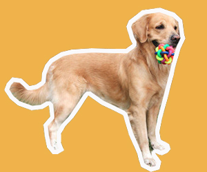 金毛犬怎么训练叼东西