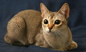 新加坡猫感冒如何治疗 新加坡猫感冒治疗方法