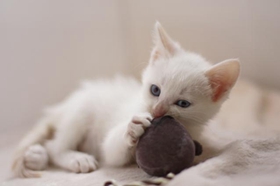 威尔斯猫咳嗽怎么办 威尔斯猫咳嗽治疗方法