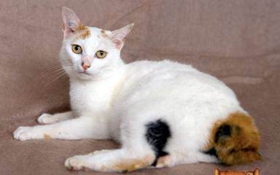 日本短尾猫抽搐怎么办 日本短尾猫抽搐原因介绍