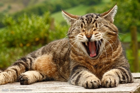 被威尔斯猫咬了怎么办 威尔斯猫咬伤处理方法