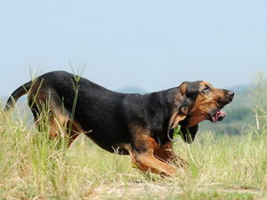 寻血猎犬发烧怎么解决 寻血猎犬发烧处理方案
